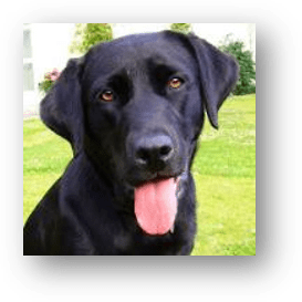 Labrador