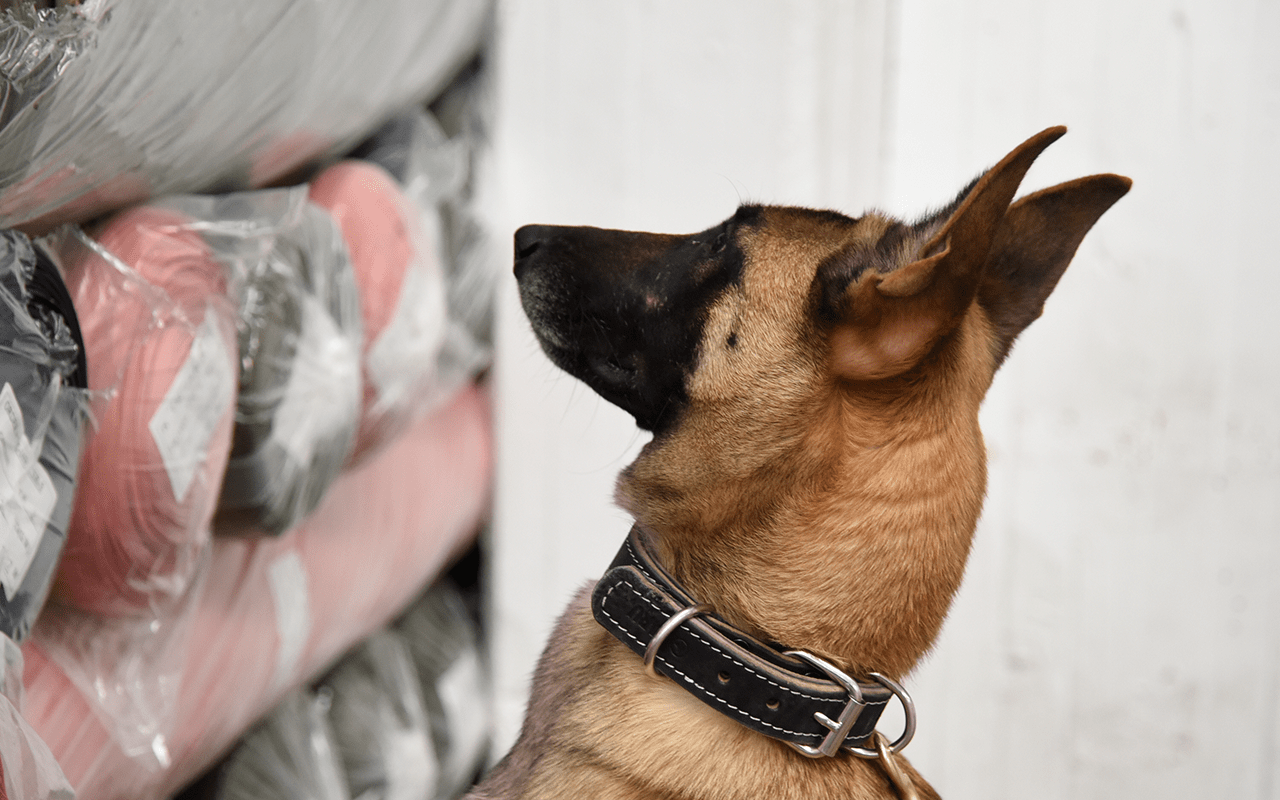 4_deteccion_canina