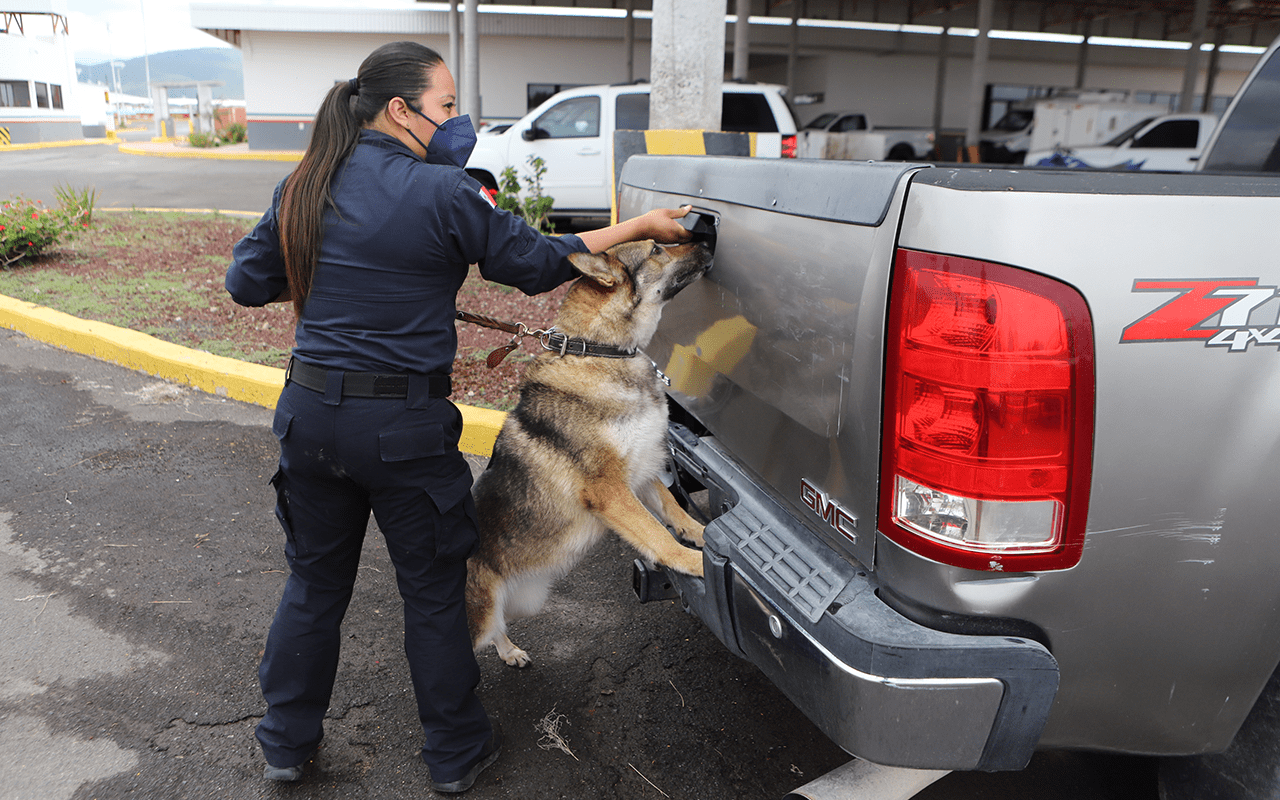 6_deteccion_canina